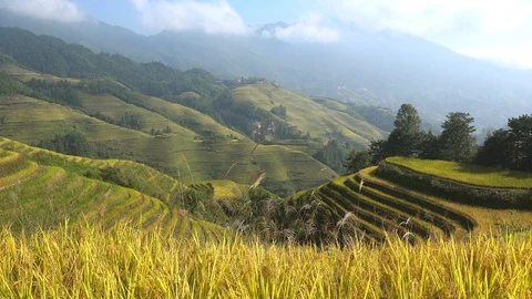 Longsheng (Longji) Rice Terraces Fields at Dazhai. Guangxi, China. Stock Footage 92611971