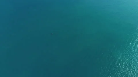 LongShot AER Whale Stock Footage 244828729