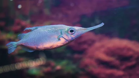 Longspine Snipefish also known as Macroramphosus Scolopax in the Deep Water. Stock Footage 320018592