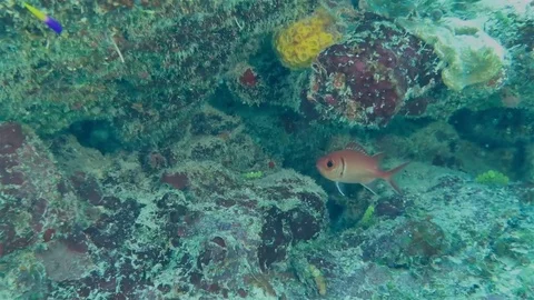 Longspine squirrelfish in the coral hole Stock Footage