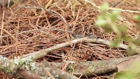 Longtail alpine garter snake about to mold Stock-Footage 119423463