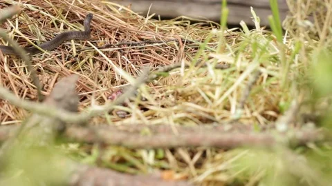Longtail alpine garter snake about to mold Video stock 119423476