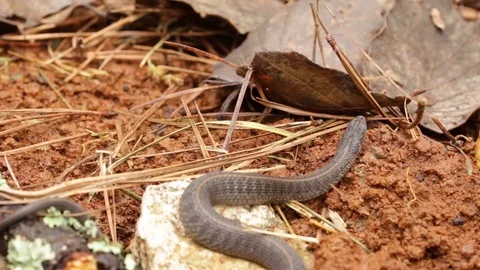 Longtail alpine garter snake about to mold Stock-Footage 119423807
