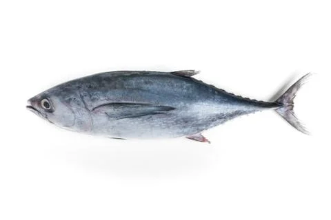 Longtail tuna Stock Photos