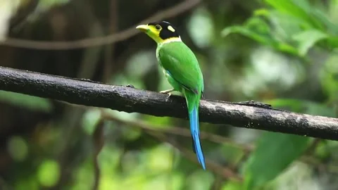 Longtailed broadbill bird perched on a tree branch Stock Footage 335491707