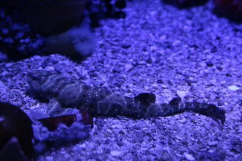 Longtailed Carpet Shark Stock Photos