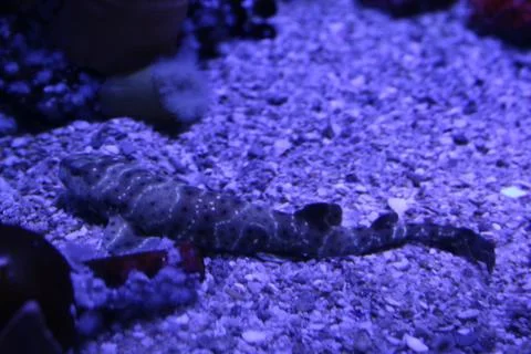 Longtailed Carpet Shark Stock Photos