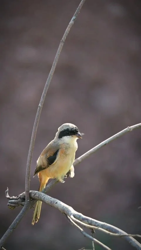 Longtailed shrike perched on a thin branch in natural habitat Vídeos de archivo 336033529