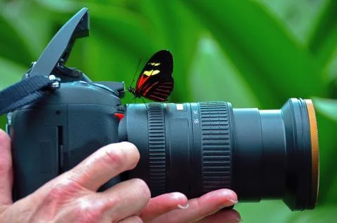 Longwing Butterfly on a camera Stock Photos