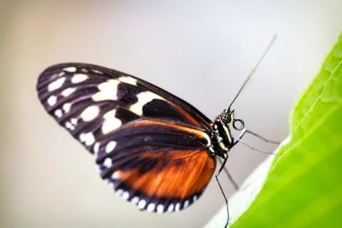 Longwing Butterfly Stock-Fotos
