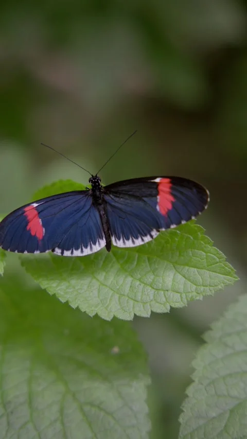 Longwing butterfly resting on a green leaf 스톡 동영상 345024168