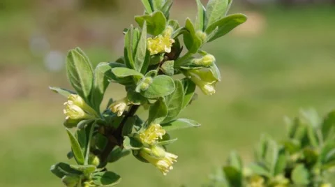 Lonicera kamtschatica Stock Footage 59871230
