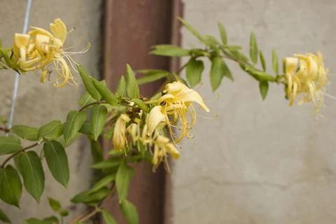 Lonicera  Stock Photos