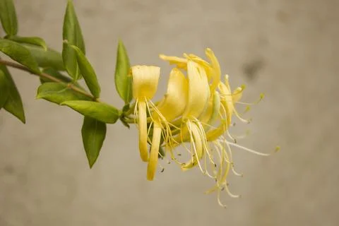 Lonicera Stock Photos