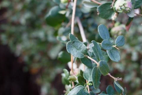 LONICERA SUBSPICATA LEAF Stock Photos