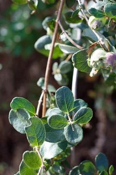 LONICERA SUBSPICATA LEAF Stock Photos