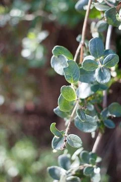LONICERA SUBSPICATA LEAF Stock Photos