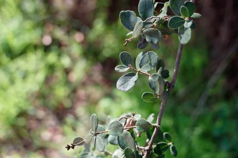 LONICERA SUBSPICATA LEAF Stock Photos