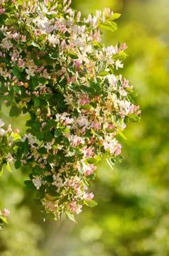 Lonicera tatarica flowering shrub Stock Photos