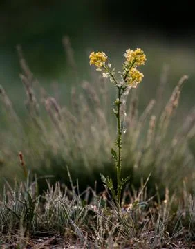 Lonley flower Stockfoto's