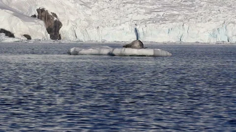 Lonley Leopard Seal float on an Iceberg Stock Footage 55297699