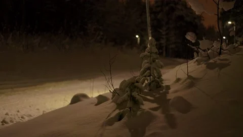 Lonley Small Spruces Stock Footage 169790926