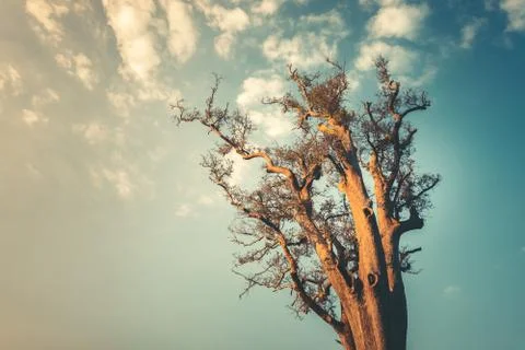 Lonley tree on clean blue sky background 写真素材