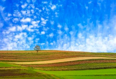 Lonley tree in the fields Foto stock