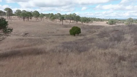 Lonley tree Stock Footage 309159585