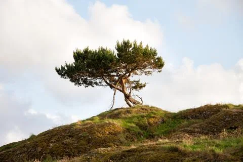 Lonley Tree On The Hill Stock Photos