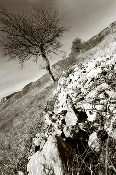 Lonley Tree in Mountain Fallow Wheat Field Stock Photos