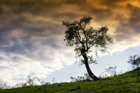 Lonley tree Foto stock