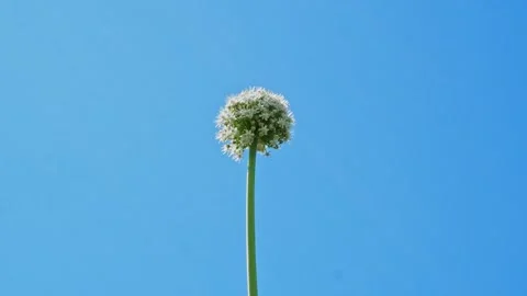 Lonley White Allium circular globe shaped flowers blow in the wind. Blue sky Stock Footage 130348016
