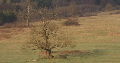 Lonly, dead tree in the meadow, 4k Stock Footage 89643485