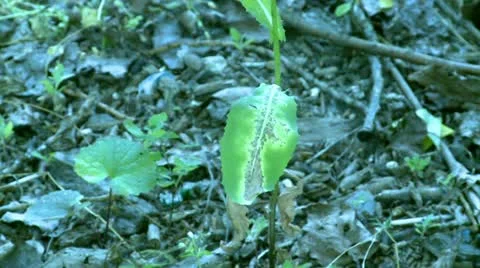 Lonly herb in dry land Stock Footage 11216708