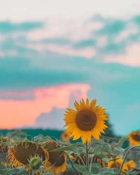 Lonly sunflower 写真素材