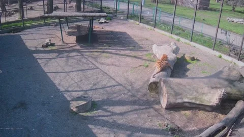 Lonly tiger playing with himself on the cage Stock Footage 152832333