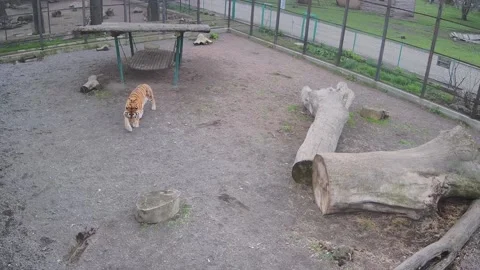Lonly tiger walking around the cage Stock Footage 152633838