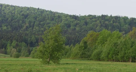 Lonly tree on the meadow, summer, 4k Stock Footage 89644737