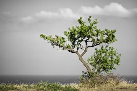 Lonly tree Stock Photos