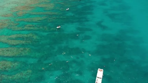 Looe Key coral reef within the Florida Keys National Marine Sanctuary. Stock Footage 93593015