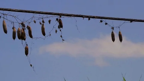 Loofah Hanging on a Electric Cable Stock Footage 129325092