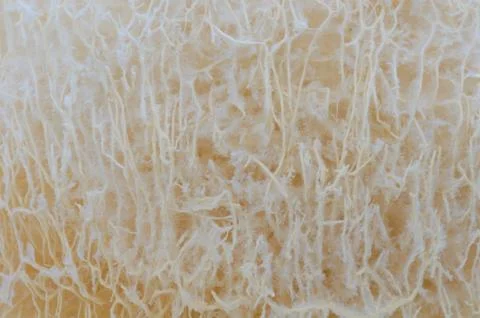 Loofah Stock Photos