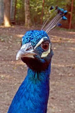 Look (1) Stock Photos