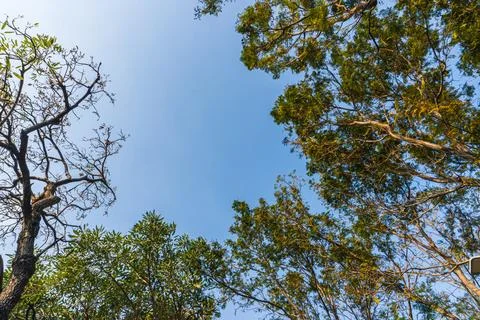 Look up angle of high tree with blue sky in day light Stock Photos