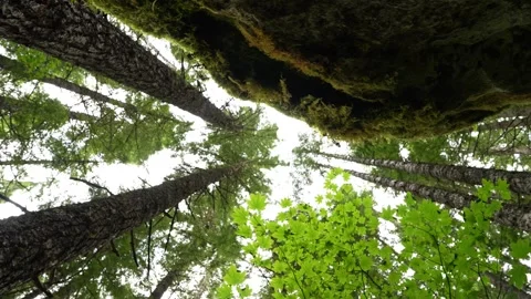 Look-up angle of Pacific Northwest forest Видео 344983797