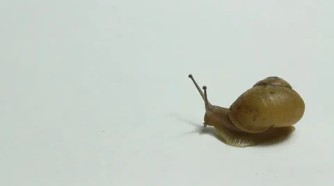 Look around carefully snail Stock Footage 39890300