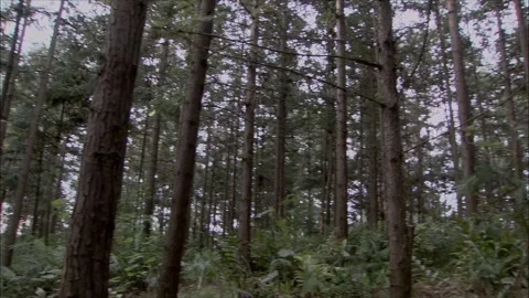 Look around the forest Stock Footage 261632965