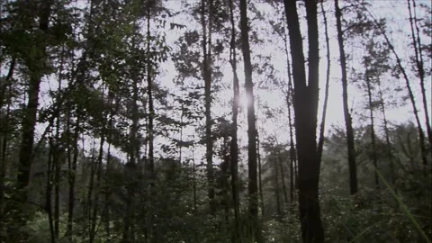 Look around the forest trees Stock Footage 261632797