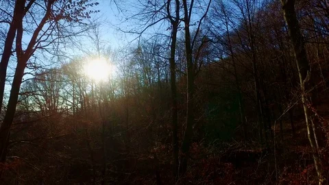 Look around Inside a wild forest at sunset Video stock 87290283